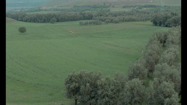 Hossein (Hossein Rezai) and Tahereh (Tahereh Ladanian) almost disappear into the landscape in the final shot of Abbas Kiarostami's Through the Olive Trees (1994)